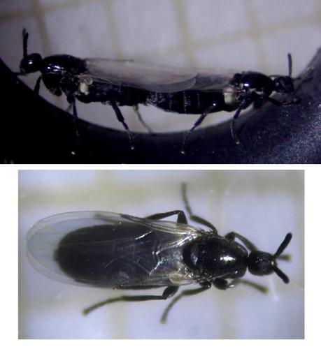Réf. 347 577 : Thripomorpha coxendix